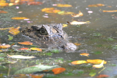 Adult Spectacled Caiman
in a pond on the grounds of Ara Ambigua Lodge