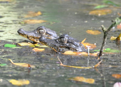 Spectacled Caiman little ones
at Ara Ambigua Lodge