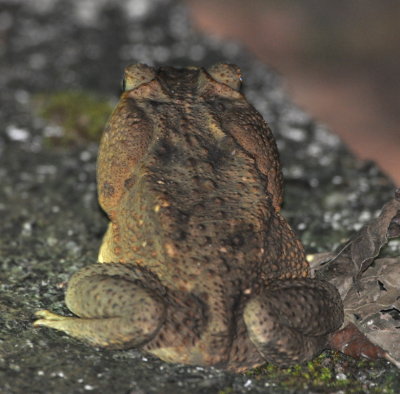 Cane Toad on our night walk at La Selva Biological Station, Costa Rica,
at a night-light display that attracts insects,
waiting for something to fall to the ground