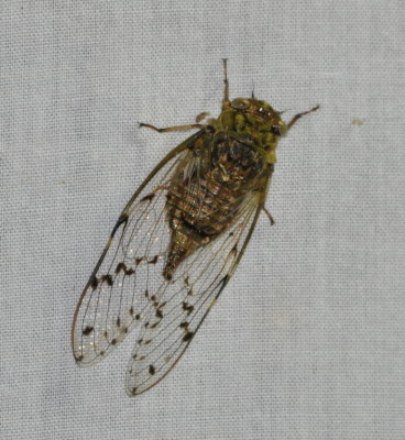 Cicada
on the muslin sheet 
of the night-light insect-attracting display
