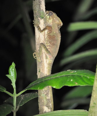 Bearded Dragon lizard
on our night walk at La Selva Biological Research Station