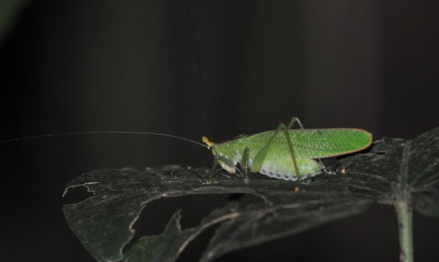 Katydid