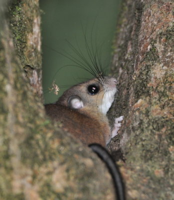 Costa Rica Mammals, May 2017