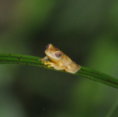 Panama Ground Frog