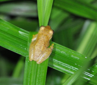 Panama Ground Frog