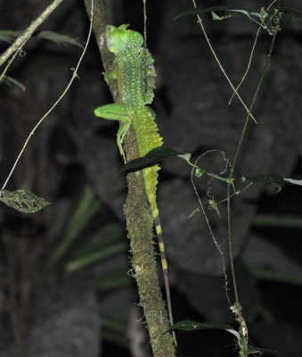 Green Basilisk Lizard
on our night walk at La Selva
