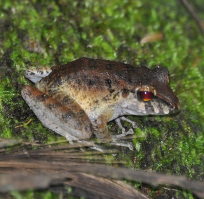 Costa Rican Leopard Frog