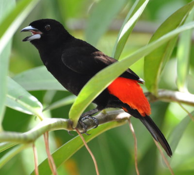 Male Passerini's Tanager
