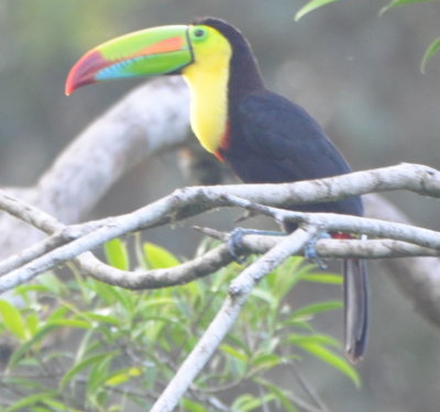 Keel-billed Toucan