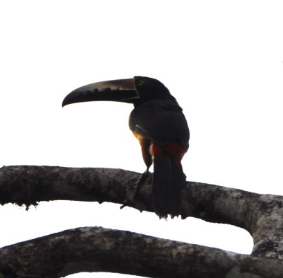 Collared Aracari
silhouetted in the late evening sky
