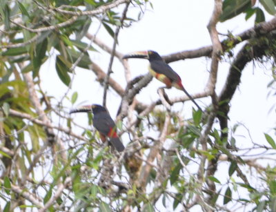 Collared Aracaris