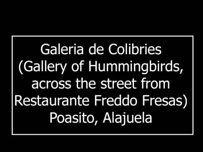 Galeria de Colibries