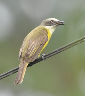 Gray-capped Flycatcher
with a seed or berry