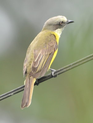 Gray-capped Flycatcher