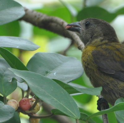 Passerini's Tanager with a berry