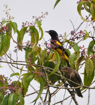 Black-cowled Oriole above and Palm Tanager below
