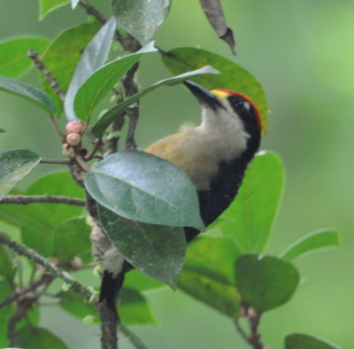 Black-cheeked Woodpecker