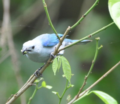 Blue-gray Tanager
with a caterpillar