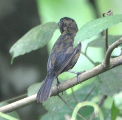 Male Variable Seedeater