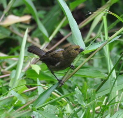 Female Variable Seedeater