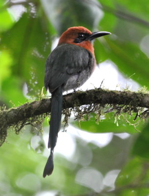 Broad-billed Motmot