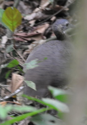 Another glimpse of a Great Tinamou