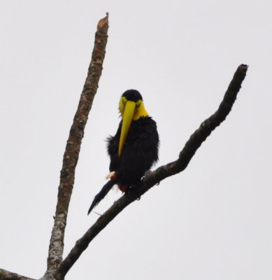 Yellow-throated Toucan