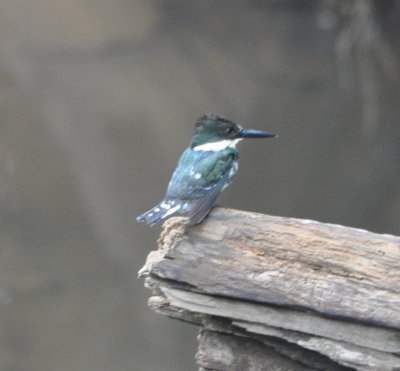 Green Kingfisher
below the suspension bridge at La Selva Biological Station