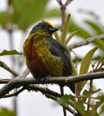 Male Olive-backed Euphonia