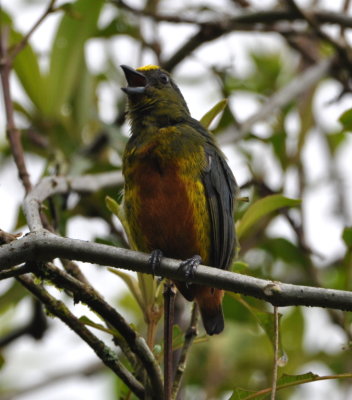 Male Olive-backed Euphonia