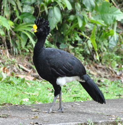 Male Great Curassow