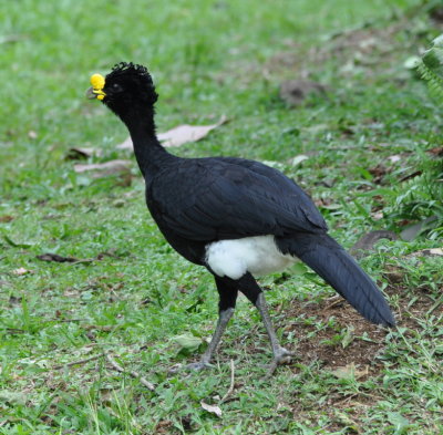Male Great Curassow