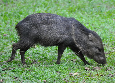 Costa Rica Mammals, May 2017
