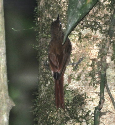 Which Woodcreeper?