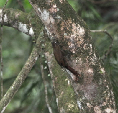 Which Woodcreeper?
