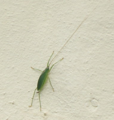 Katydid-like creature
on the wall at Arenal Observatory Lodge