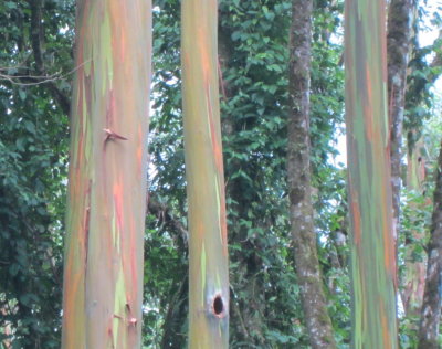 Colorful Eucalyptus trees
on the grounds at Arenal Lodge