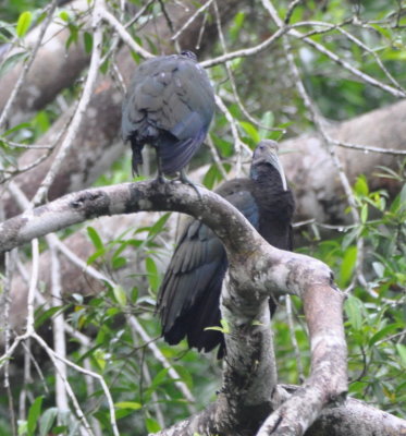 Green Ibis
in a tree over the river
at La Selva Biological Research Station