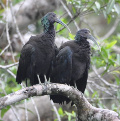 Green Ibis
in a tree over the river
at La Selva Biological Research Station