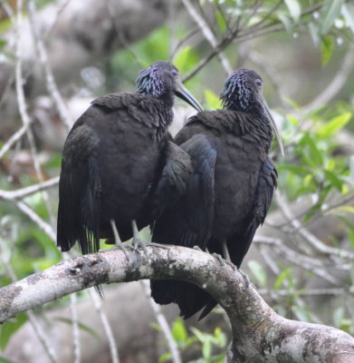 Green Ibis
in a tree over the river
at La Selva Biological Research Station