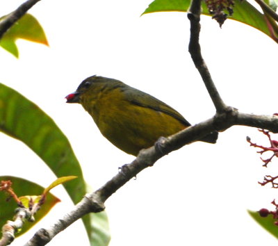 Olive-backed Euphonia