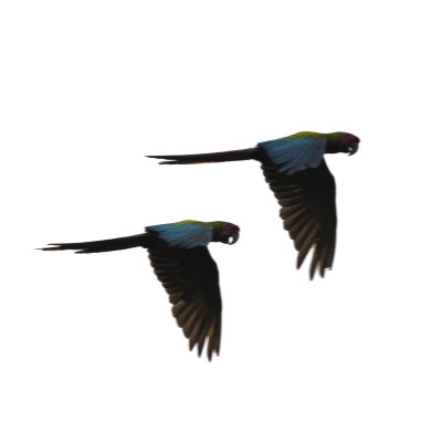 Great Green Macaws
flying over the Biological Station