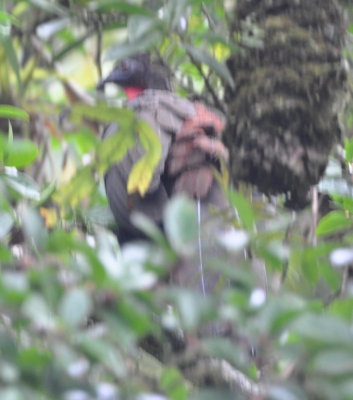 Crested Guan