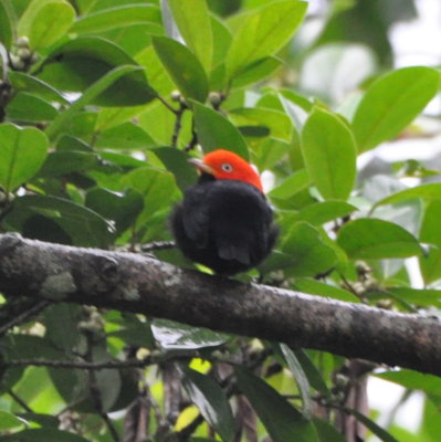 Red-capped Manakin