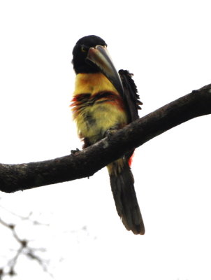 Collared Aracari