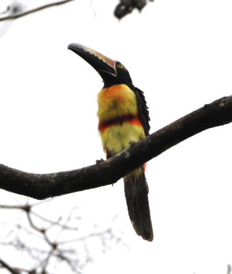 Collared Aracari
There, that's better