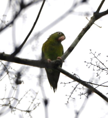 Oranged-chinned Parakeet