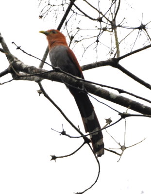 Squirrel Cuckoo