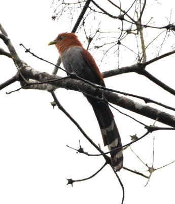 Squirrel Cuckoo