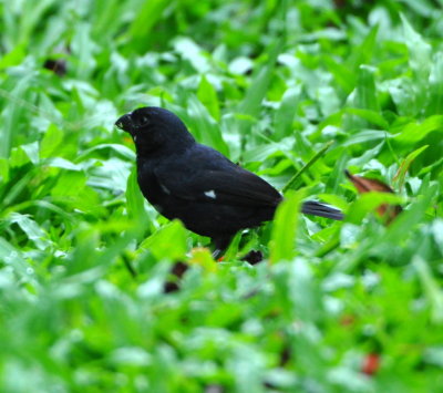 Male Variable Seedeater